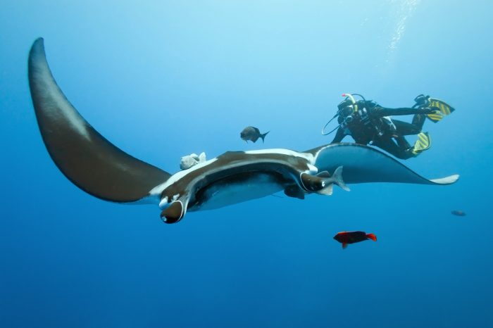 13 Things You Need to Know About Drift Diving