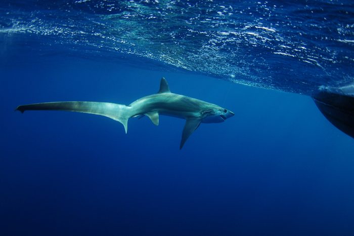 Wildlife of the Week: Common Thresher Shark