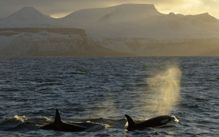 Orcas Are First Non-Human Animals to Evolve Based on Culture