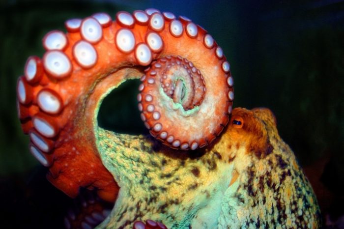 Cephalopods Are Taking Over the Oceans