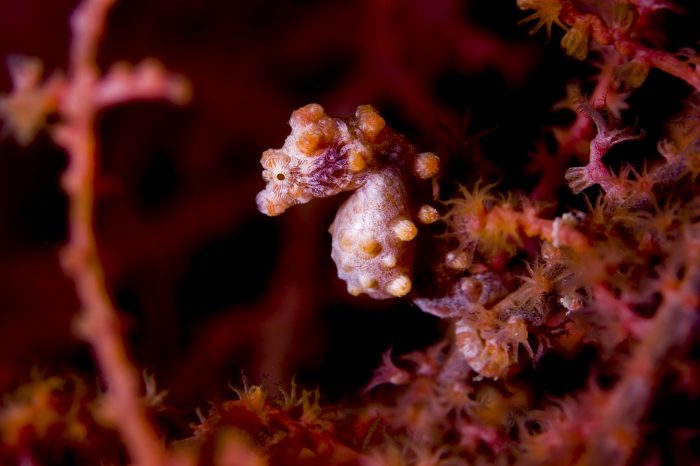 5 of the Best Places to Dive with Pygmy Seahorses