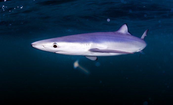 Shark Diving: 7 Species to Easily Spot