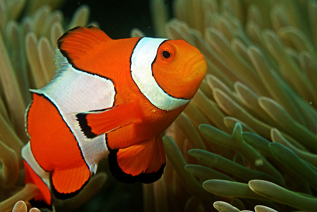 11 of the Most Famous Ocean Creatures - Underwater360