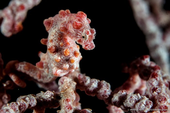 Explore the Big Blue Land of the Seahorse