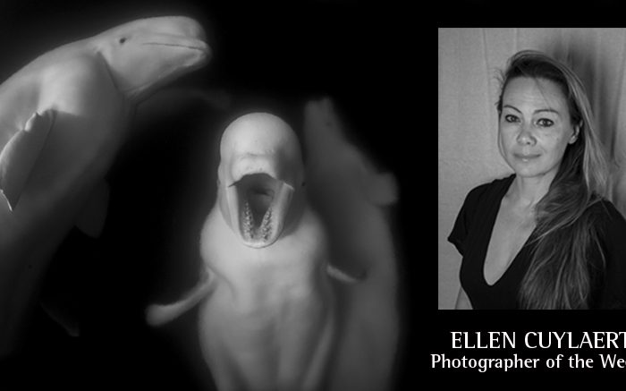Underwater Photographer of the Week: Ellen Cuylaerts