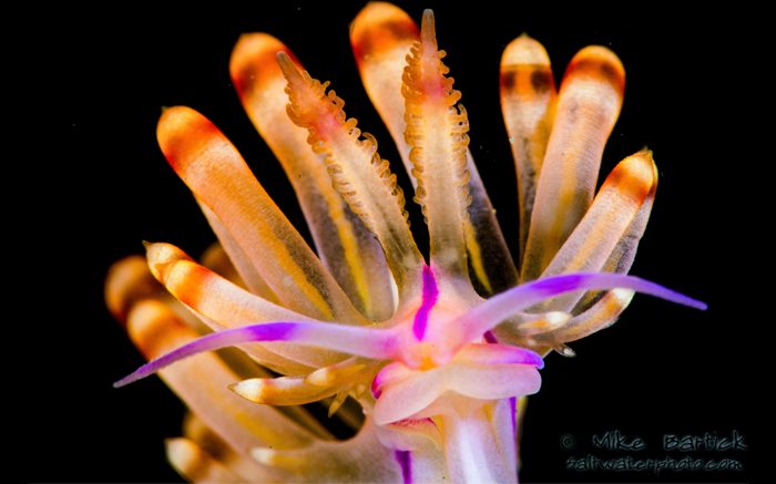 Quick Tips for Great Underwater Macro Images