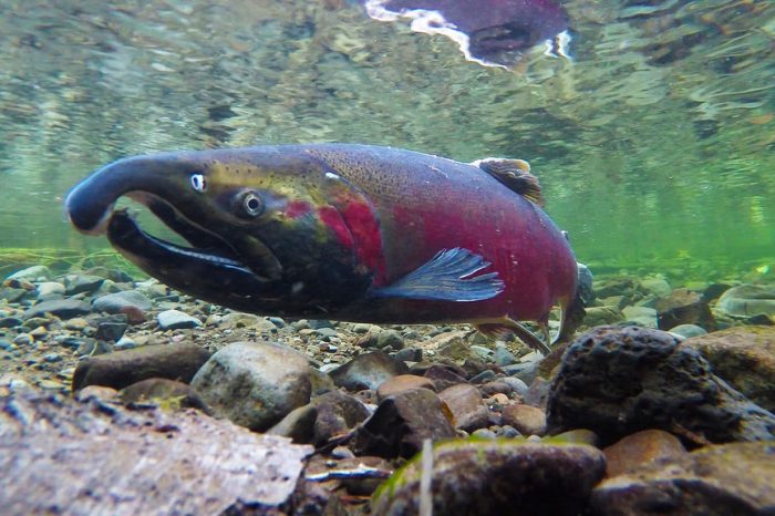 Wildlife of the Week: Pacific Salmon