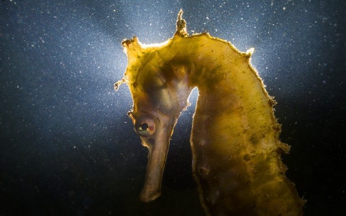 Underwater Photographer of the Month: Matthew Smith
