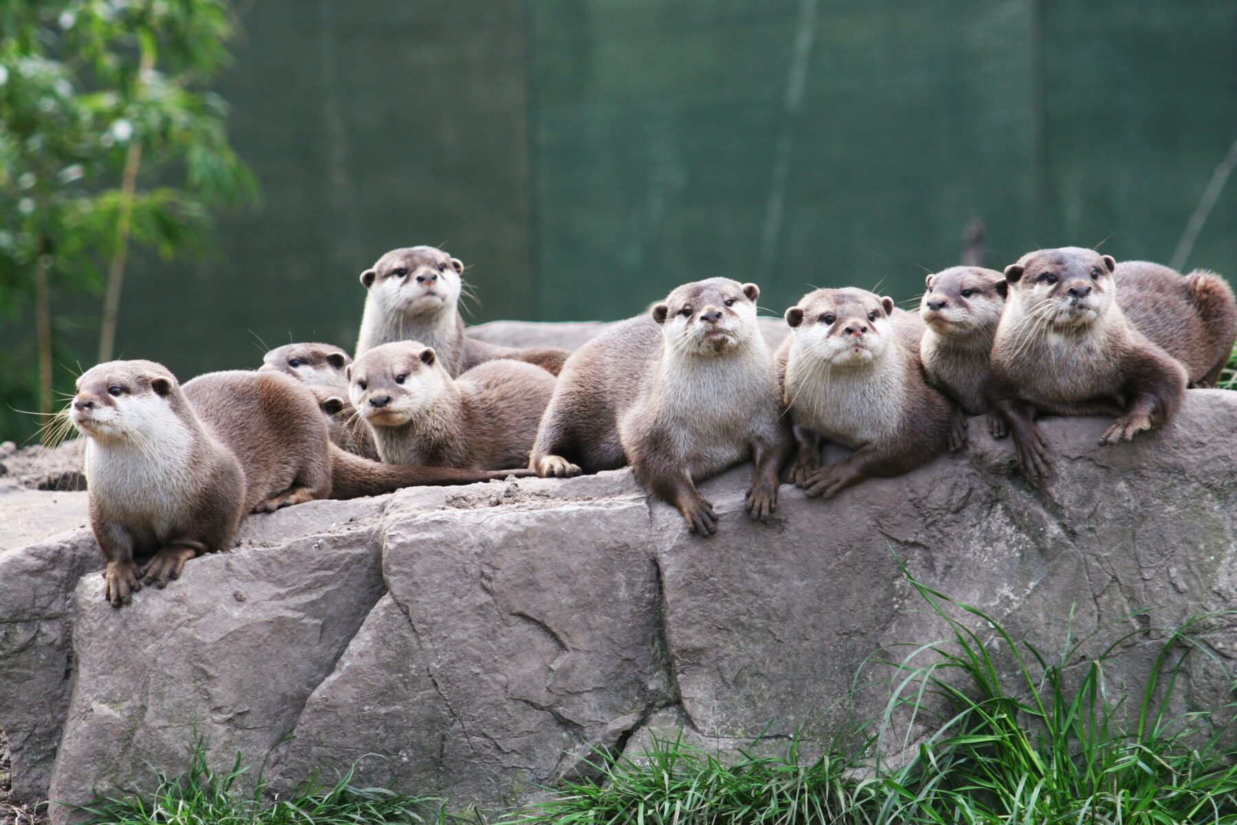 221964 - a family group of otters rest on a rock