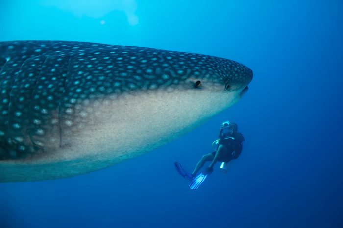Wildlife of the Week: Whale Shark
