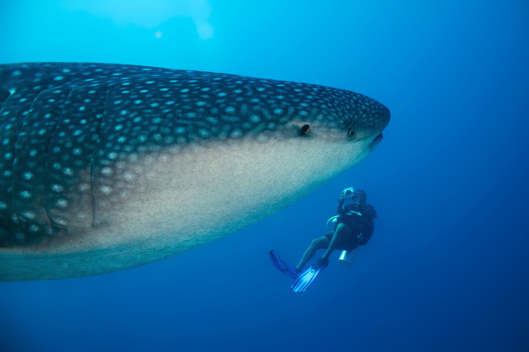 Whale Shark and Diver