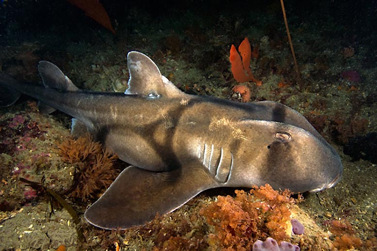 Wildlife of the Week Port Jackson Shark Underwater360