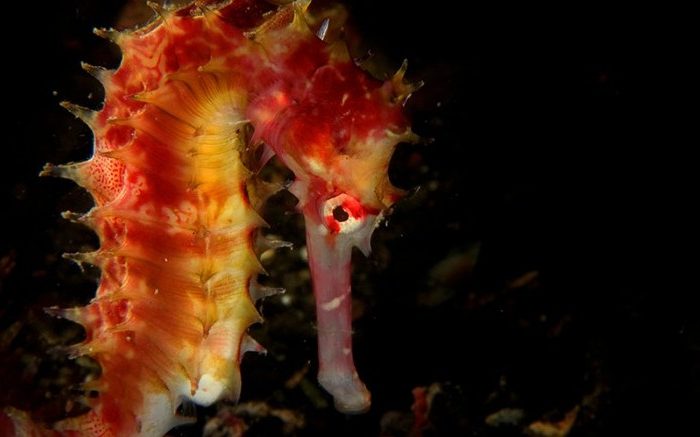 Saving Seahorses: An Urgent Need for Action