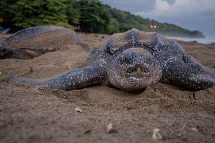 Wildlife of the Week: Leatherback Turtle