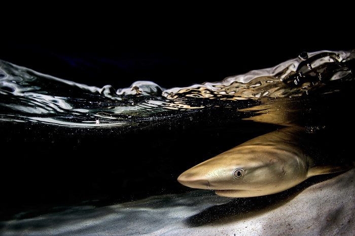 Underwater Photographer of the Week: Imran Ahmad