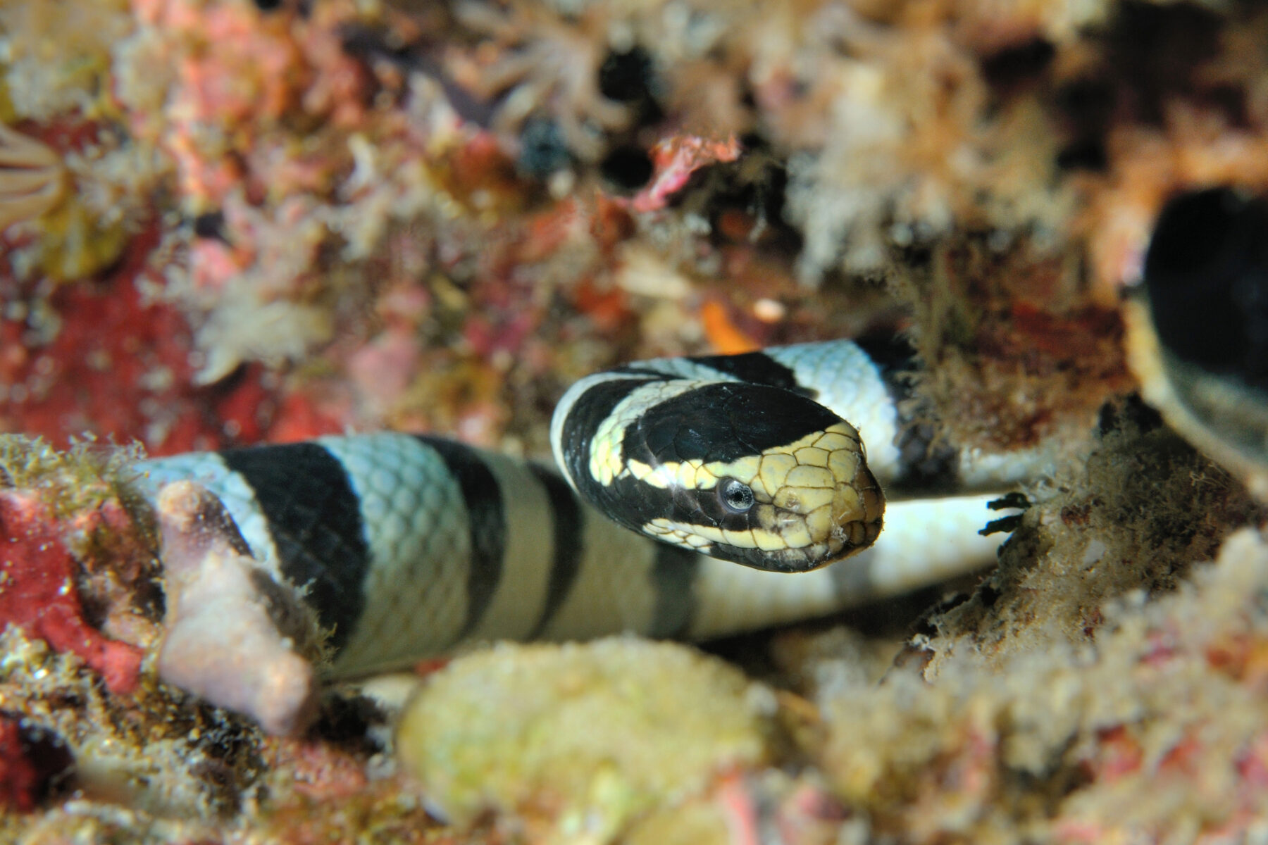 43473894 - sea snake lying in ambush banded sea krait, panglao, philippines
