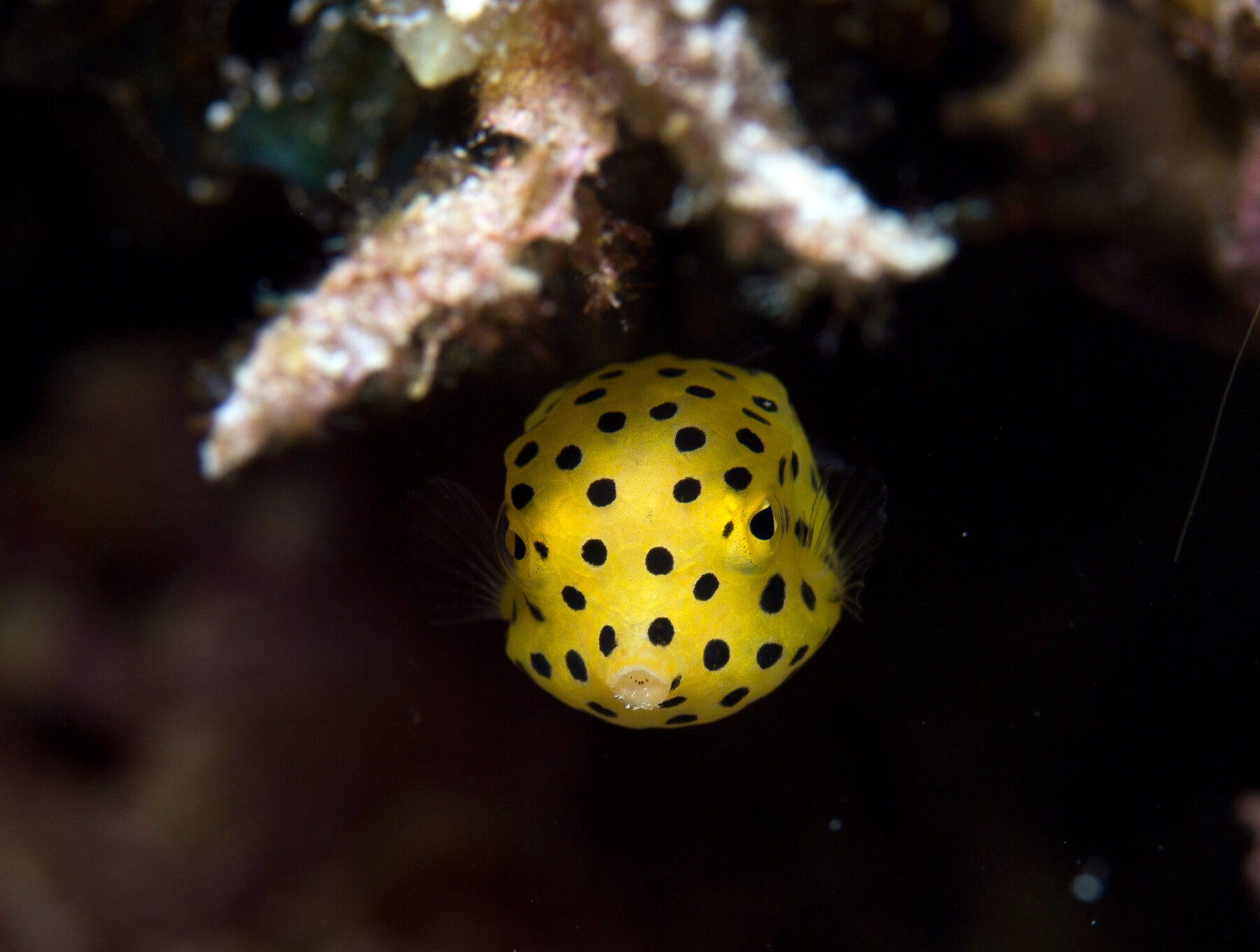 Boxfish