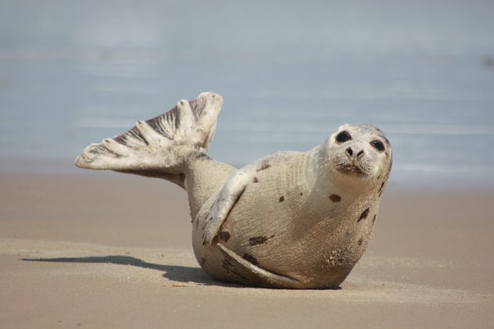 Wildlife of the Week: Harp Seal