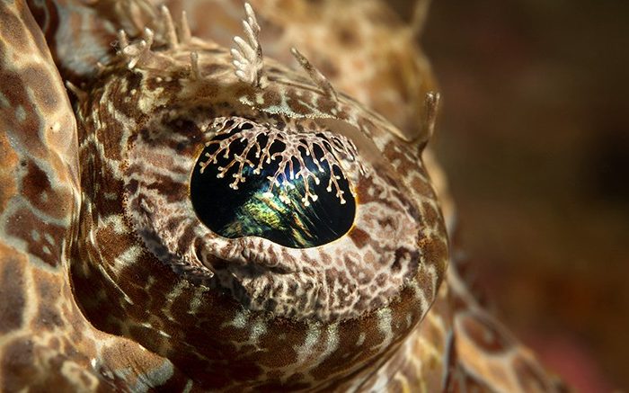 8 Incredible Facts About Fish Eyes