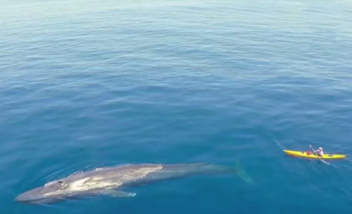 5 Incredible Blue Whale Encounters Caught on Video
