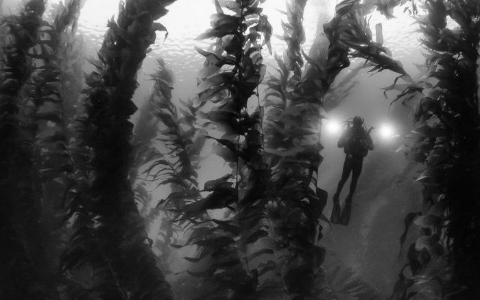 Underwater Photographer of the Week: Jason Bradley