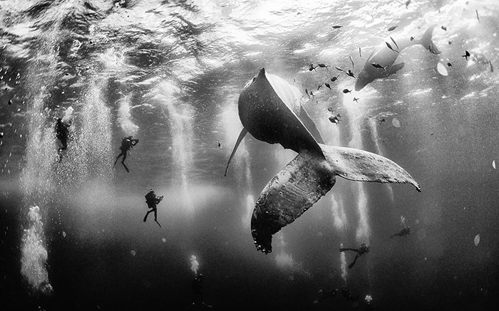Underwater Photographer of the Week: Anuar Patjane