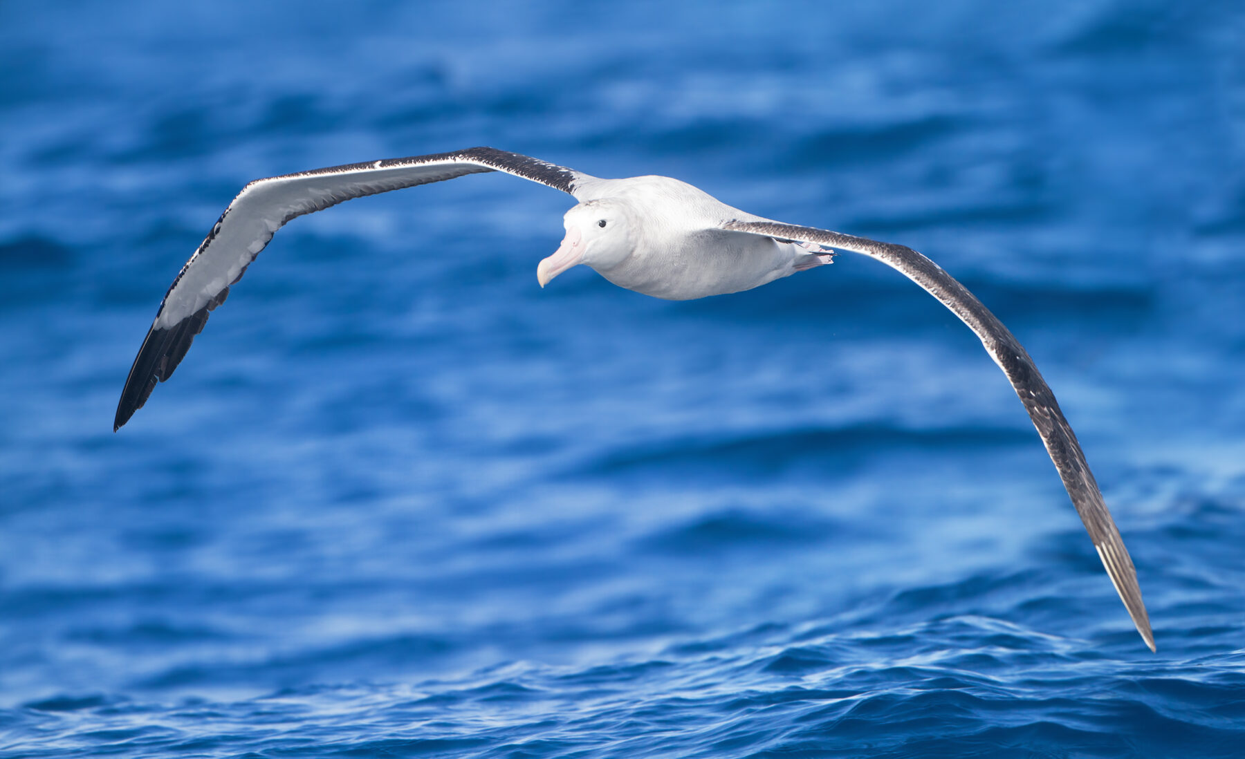 diomedea_exulans_in_flight_-_se_tasmania