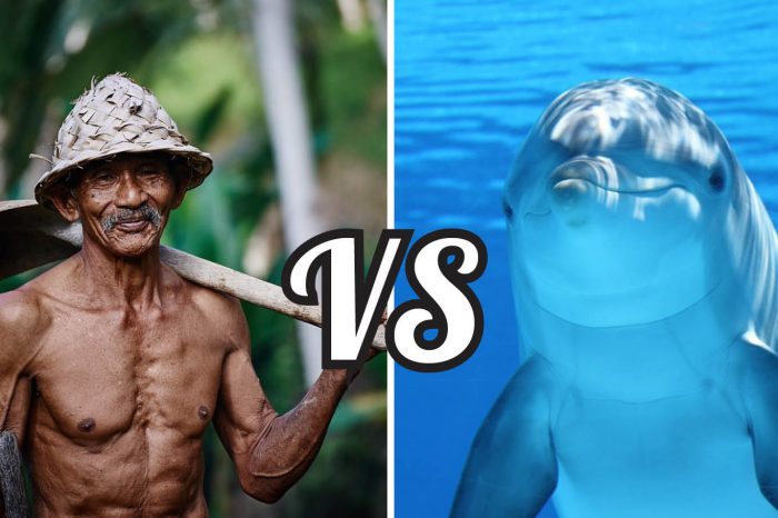 The Difference Between Human and Cetacean Brains