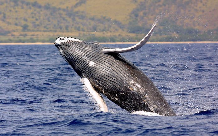 Wildlife of the Week: Humpback Whale