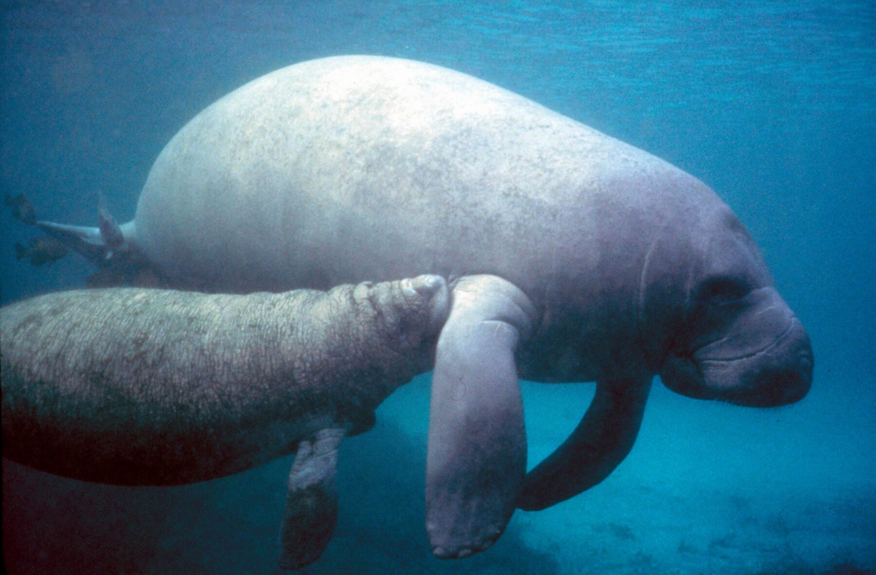 manatee_with_calf-pd_-_colour_corrected