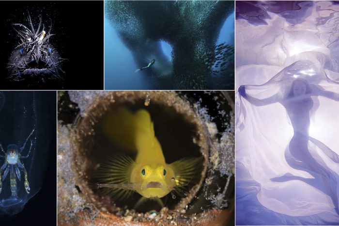 4th ADEX China 2016 Underwater Photo Contest Winners and Finalists