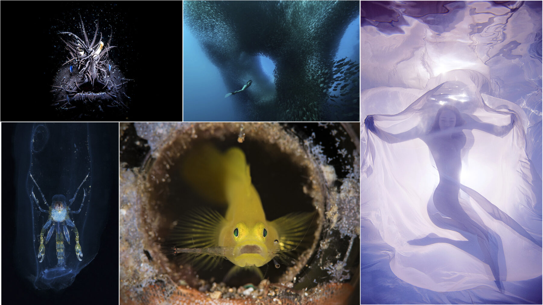 photo-comp-winner-collage