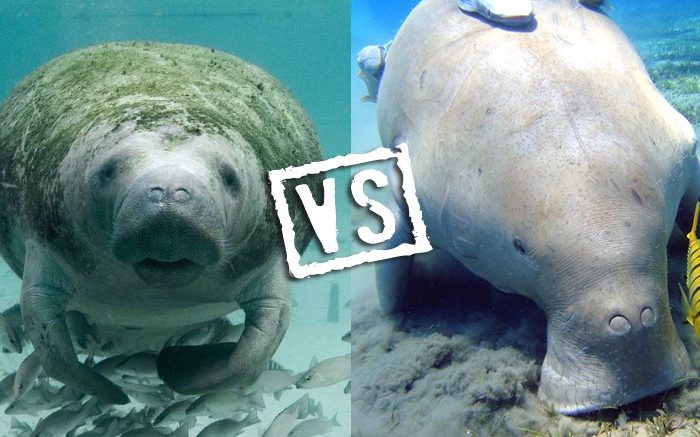 8 Incredible Differences Between Manatees and Dugongs