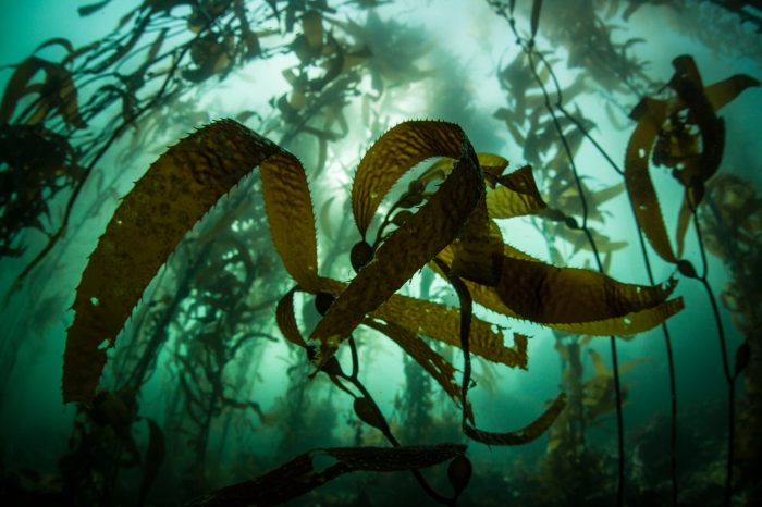 Could Kelp Save the Ocean from Acidification?