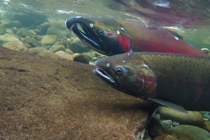 Fish-Farm Escapees Killing Off Wild Salmon
