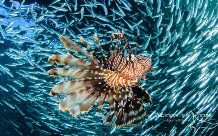 Underwater Photographer of the Week: Mike Veitch