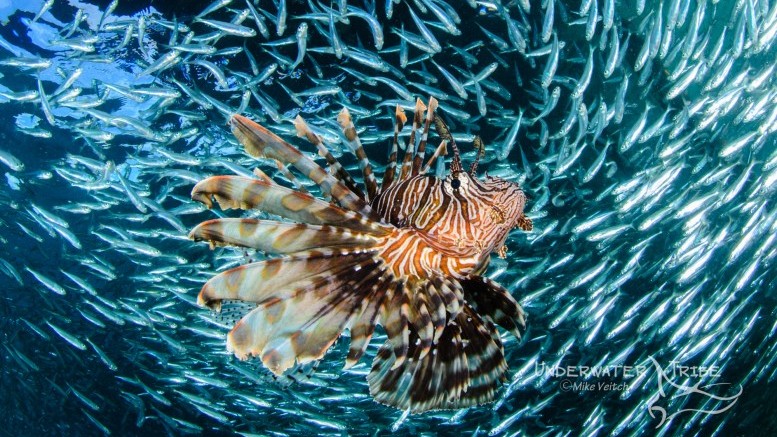 Lionfish Hunting Baitfish