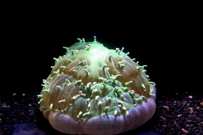 Scientist's Videos Show Corals Fight, Eat and Die