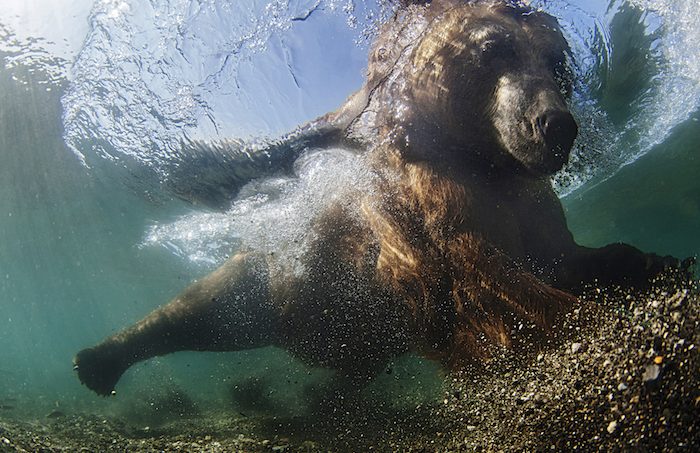 Underwater Photographer of the Week: Mike Korostelev