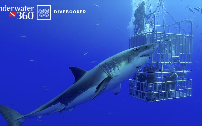 COMING SOON: Book Your Dive Trips Through UW360 and Divebooker.com