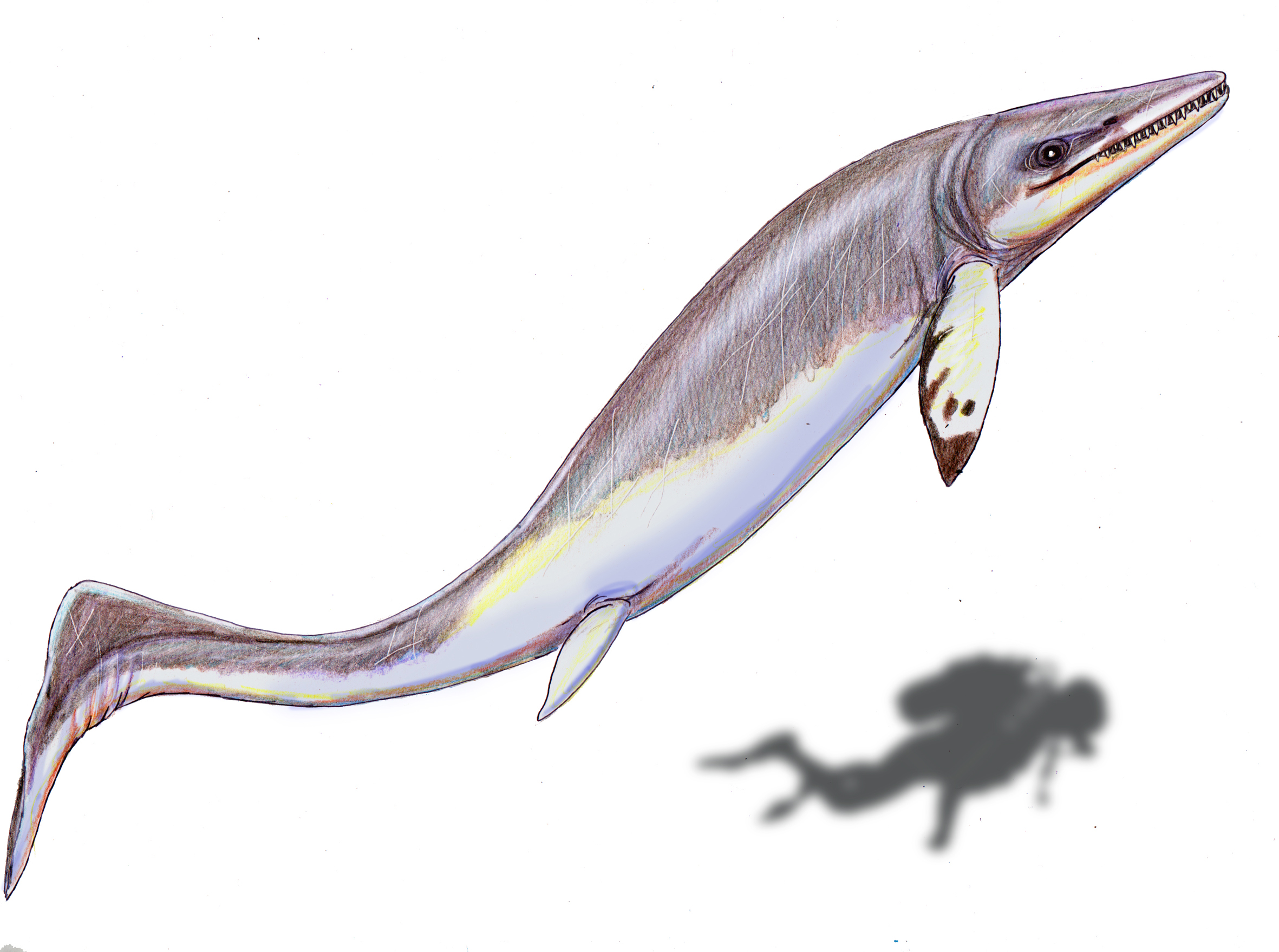 Illustration of a Thalattoarchon compared to a diver © Wikimedia Commons