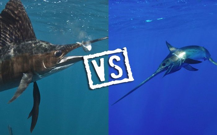 6 Differences Between Sailfish and Swordfish