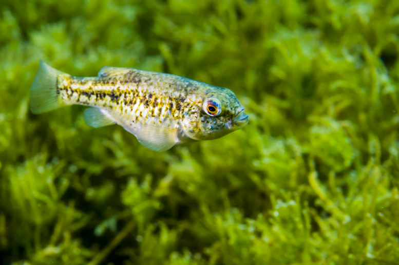 idoljennifer_balmorhea