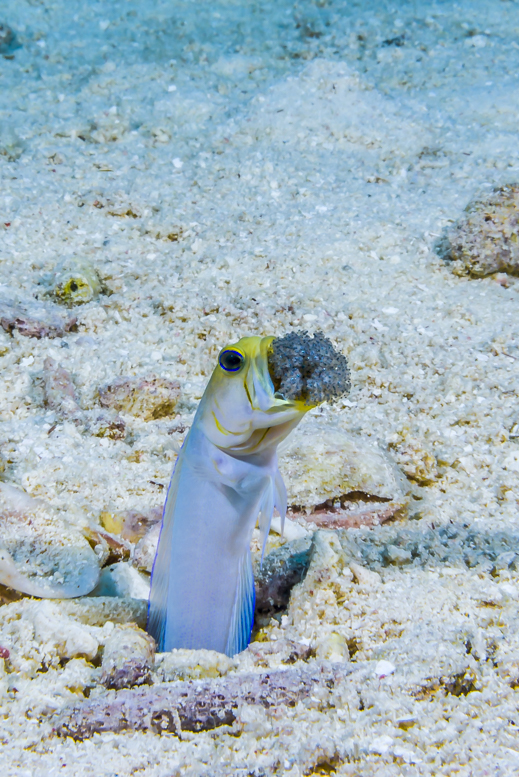" I will never forget this experience, even with the dreaded 60mm lens used in photographing an image of a male jawfish aerating eggs in its mouth." © Jennifer Idol