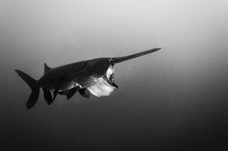 idoljennifer_paddlefish