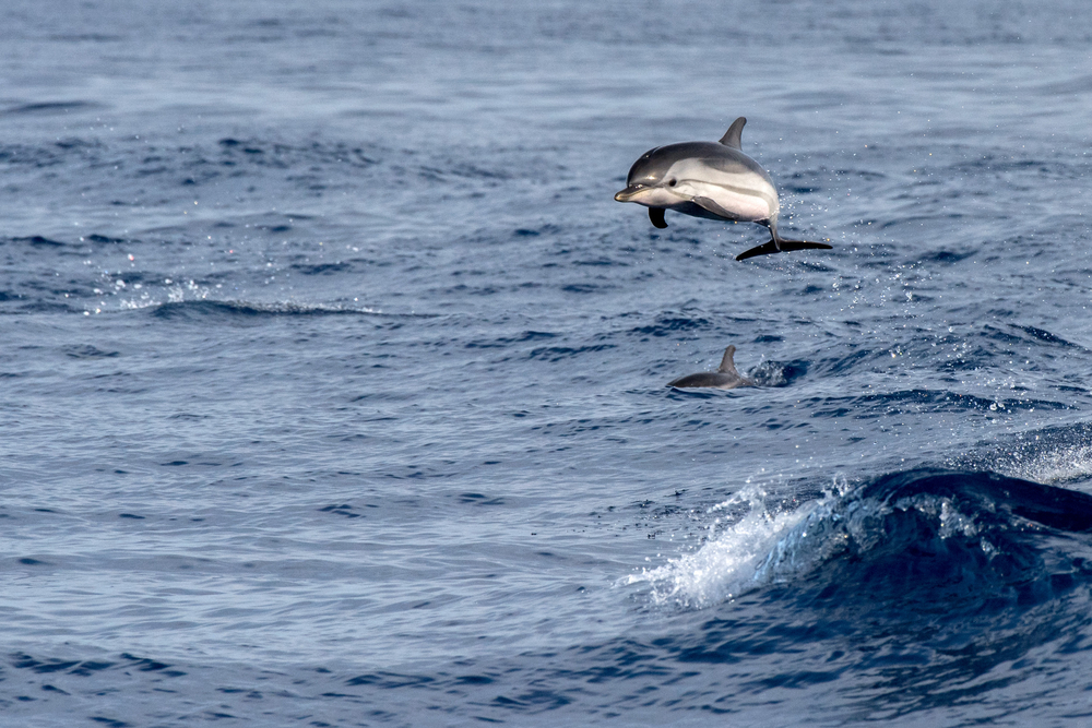 Aiming high, a happy dolphin breaches in the ocean © Shutterstock