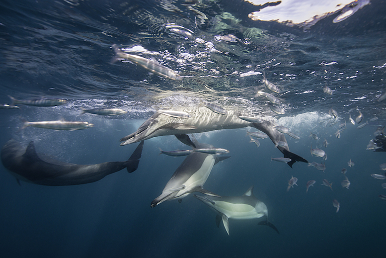 Dolphins in the middle of the school © Shutterstock.com