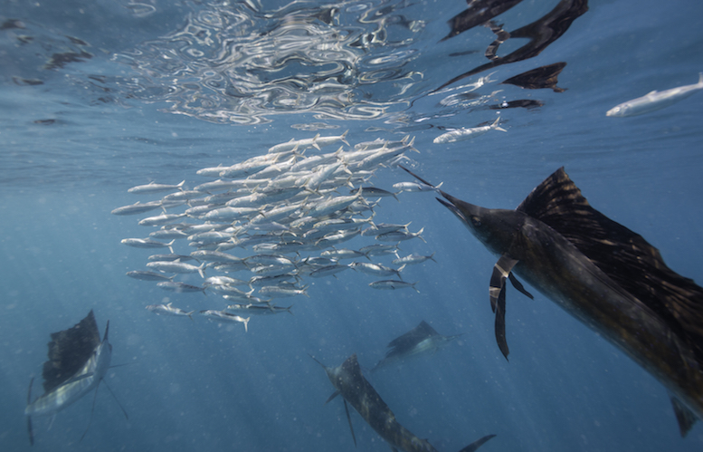 Atlantic sailfish feeding on sardines they have trapped against the surface. Caribbean Sea just outside Cancun, Mexico. © Shutterstock