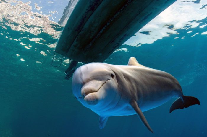 10 Reasons Why Dolphins Are the Kindest Creatures in the Ocean