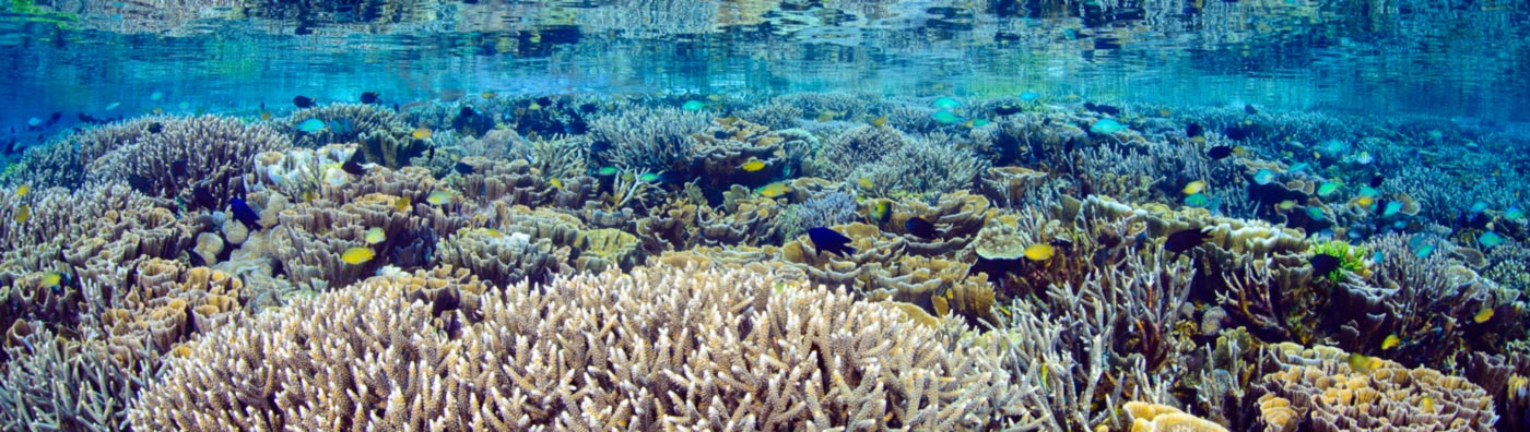 Underwater-Photographer-of-the-Week